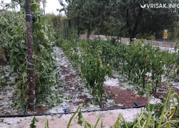 Široki Brijeg: Krupa u Rasnu uništila vrtove i vinovu lozu
