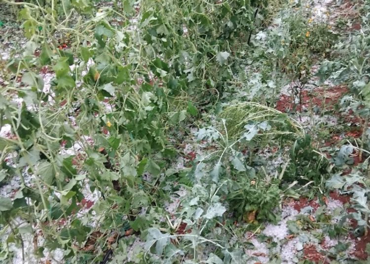 Široki Brijeg: Krupa u Rasnu uništila vrtove i vinovu lozu