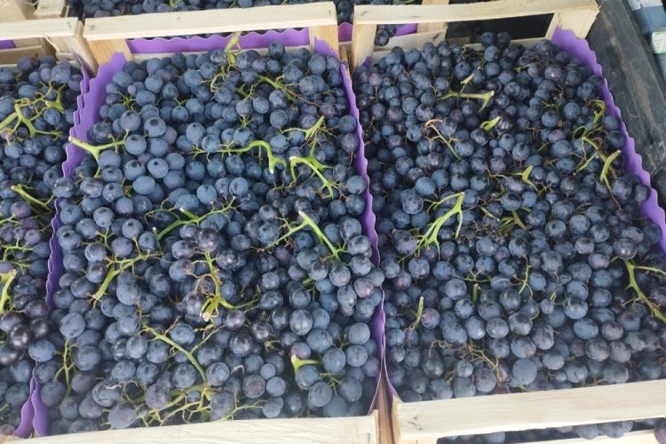 Na Veletržnicu u Tasovčićima kod Čapljine stiglo grožđe, evo najnovijih cijena