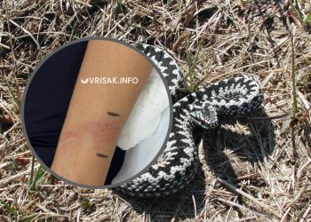 Široki Brijeg: Ženu u Crnču ugrizao crnostrik, evo što je rekla za Vrisak