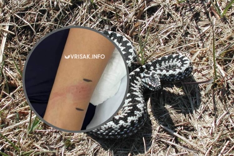 Široki Brijeg: Ženu u Crnču ugrizao crnostrik, evo što je rekla za Vrisak
