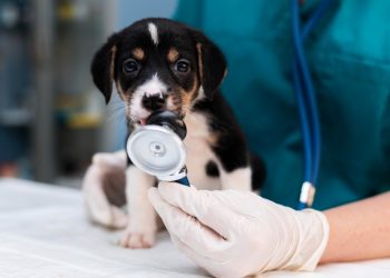 Tužiteljstvo ŽZH podiglo otpužnicu protiv veterinara iz Ljubuškog