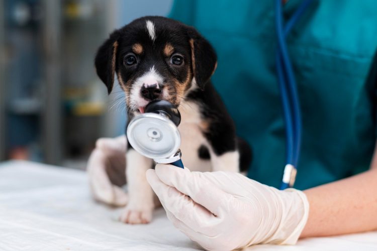 Tužiteljstvo ŽZH podiglo otpužnicu protiv veterinara iz Ljubuškog