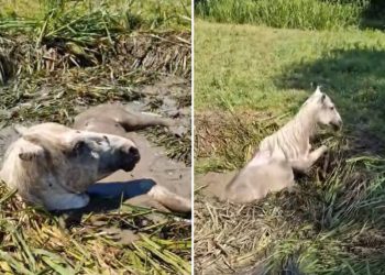 Hrabri Stočani spasili divlju kobilu iz kanala u Parku prirode Hutovo Blato