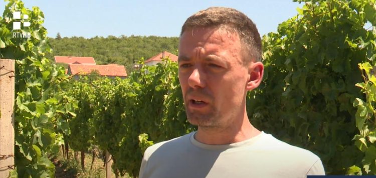 (VIDEO) Suša prijeti urodima: Hercegovina žeđa, vinogradi traže spas