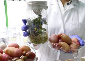 Zanimljivo: U Banjoj Luci proizveden autohtoni glamočki krumpir u laboratorijskim uvjetima