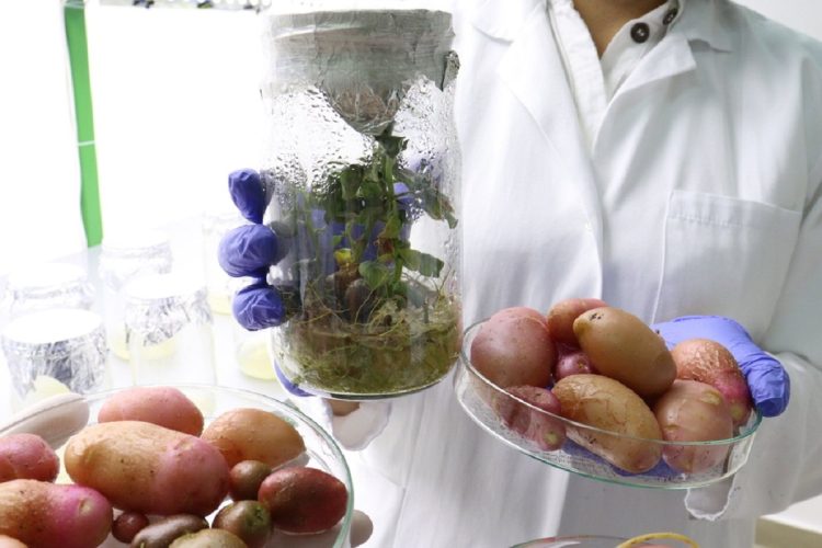Zanimljivo: U Banjoj Luci proizveden autohtoni glamočki krumpir u laboratorijskim uvjetima