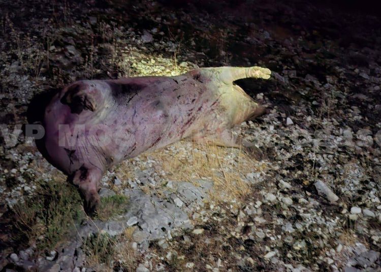 Požar izbio na brdu Planinica iznad Mostara