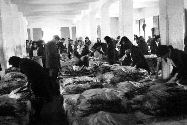 Iz prošlosti Širokog Brijega: U duhanskoj stanici 1940.-ih
