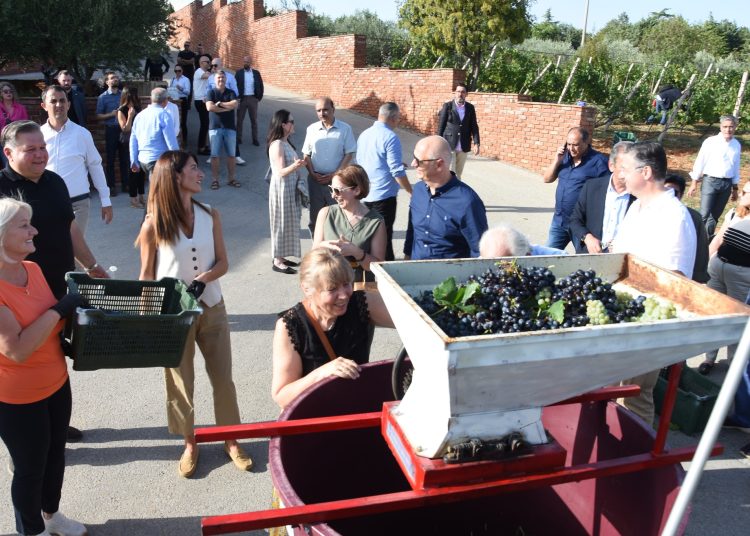 Diplomatska berba u Međugorju: Veleposlanici i domaćini zajedno u vinogradima Hercegovine