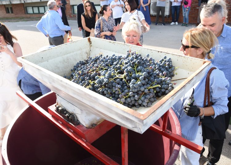 Diplomatska berba u Međugorju: Veleposlanici i domaćini zajedno u vinogradima Hercegovine