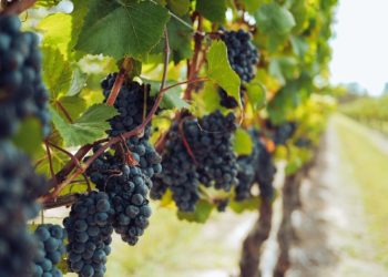 Berba grožđa u Hercegovini kreće, evo kolike su otkupne cijene