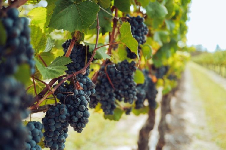 Berba grožđa u Hercegovini kreće, evo kolike su otkupne cijene