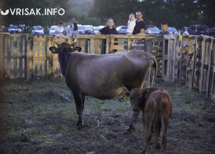 Počeli ‘Rimski dani’ u Mokrom: Selo pretvoreno u antičku pozornicu
