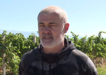 Počela berba grožđa u Hercegovini, dobar urod i stabilna cijena