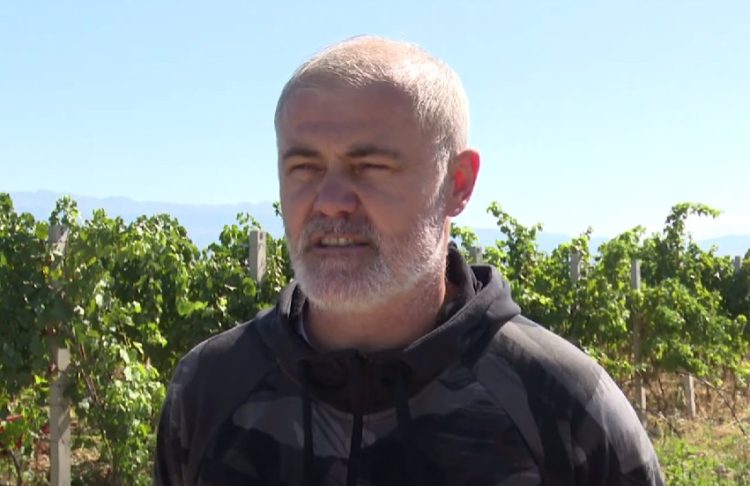 Počela berba grožđa u Hercegovini, dobar urod i stabilna cijena