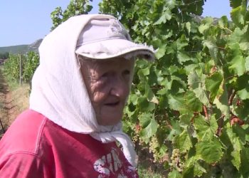 Zbog manjka radne snage, berba grožđa u Hercegovini sve više uz pomoć strojeva