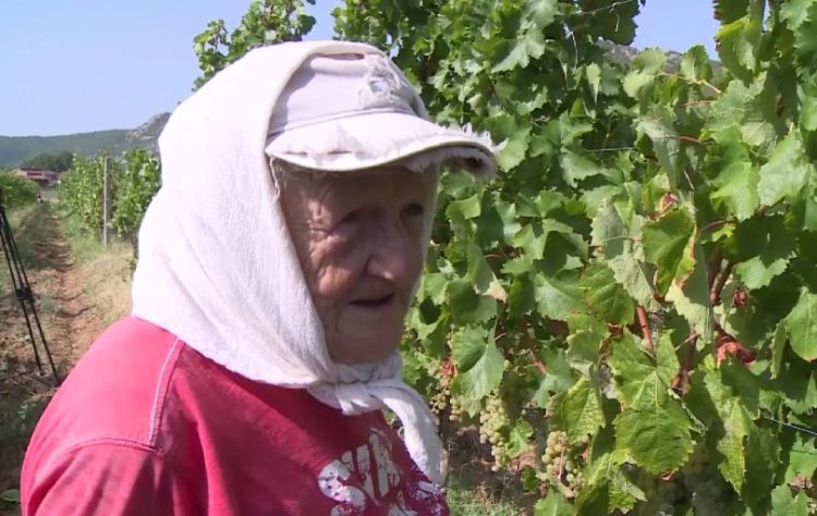 Zbog manjka radne snage, berba grožđa u Hercegovini sve više uz pomoć strojeva