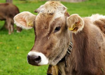 U Bosanskom Grahovu potvrđena pojava bedrenice, uginulo deset goveda