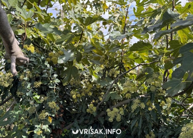 Jesenski radovi u Hercegovini: Berba grožđa, smokava i pečenje rakije