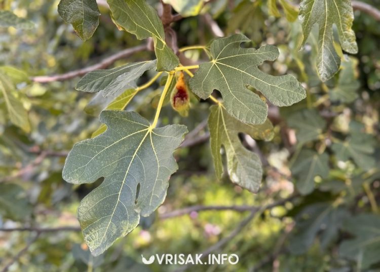Jesenski radovi u Hercegovini: Berba grožđa, smokava i pečenje rakije