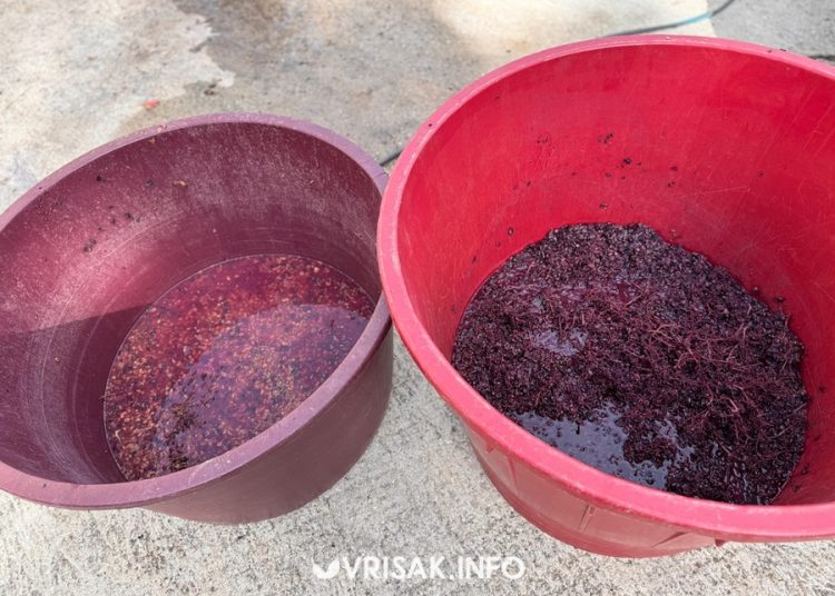 Jesenski radovi u Hercegovini: Berba grožđa, smokava i pečenje rakije