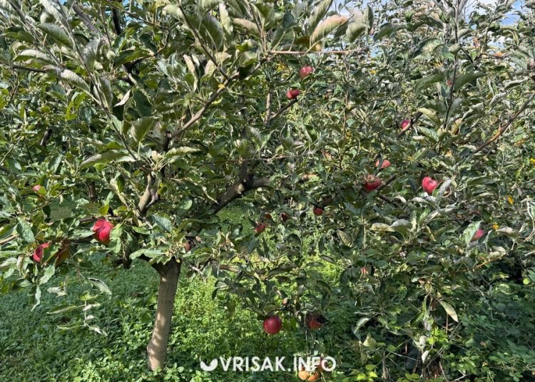 Jesenski radovi u Hercegovini: Berba grožđa, smokava i pečenje rakije
