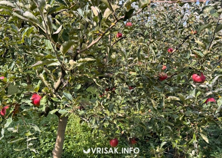 Jesenski radovi u Hercegovini: Berba grožđa, smokava i pečenje rakije