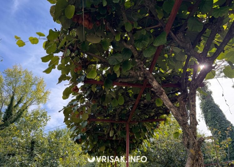 Jesenski radovi u Hercegovini: Berba grožđa, smokava i pečenje rakije