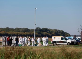 Počele pripreme za ubijanje 12.000 svinja u Hrvatskoj
