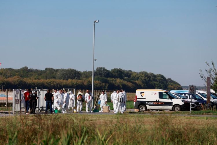 Počele pripreme za ubijanje 12.000 svinja u Hrvatskoj