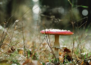 Počela sezona berbe i otkupa gljiva u Hercegovini