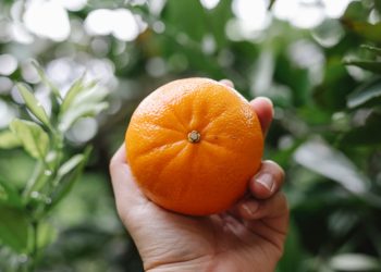 Berba mandarina u dolini Neretve: ‘Dnevnica 60 eura, ali berača ni za lijeka…’