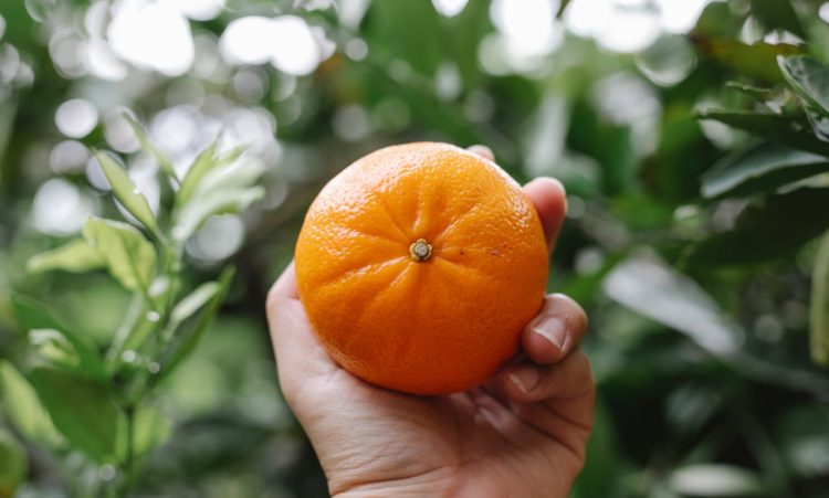 Berba mandarina u dolini Neretve: ‘Dnevnica 60 eura, ali berača ni za lijeka…’