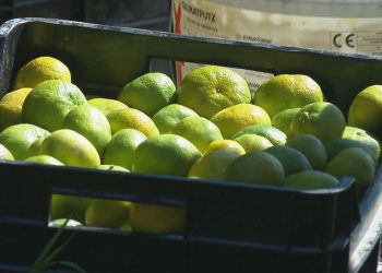Padaju otkupne cijene “neretvanskog blaga”: Proizvodnja mandarina sve manje održiva