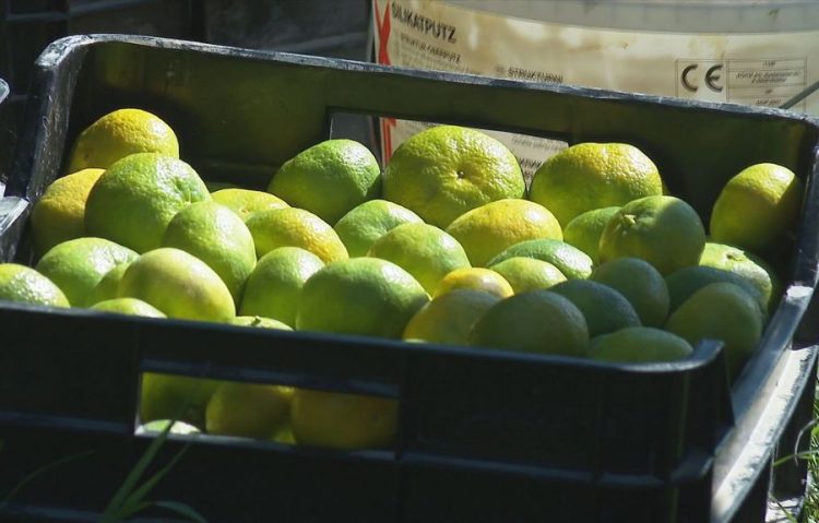 Padaju otkupne cijene “neretvanskog blaga”: Proizvodnja mandarina sve manje održiva