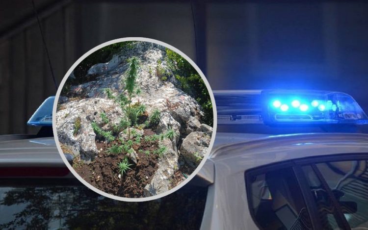 Pretres u Širokom Brijegu: Policija pronašla sumnjivu biljnu materiju