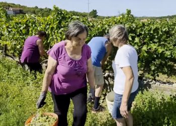 Jesen u vinogradima kod Ljubuškog: Berba koja spaja ljude