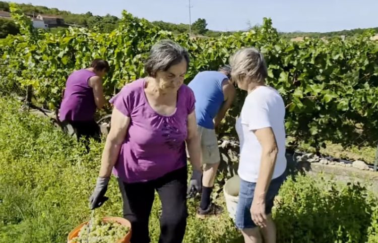 Jesen u vinogradima kod Ljubuškog: Berba koja spaja ljude