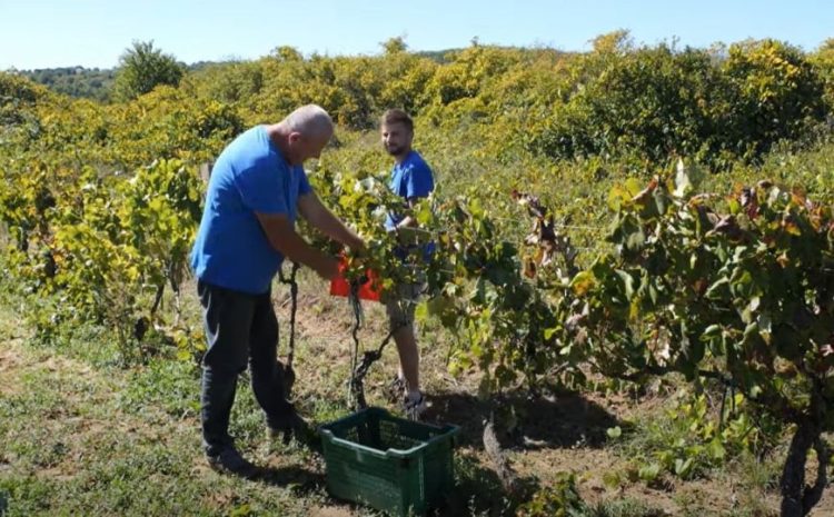 U Hercegovini grožđe rodilo “kao ludo”: Dnevnice se kreću od 120 do 150 KM