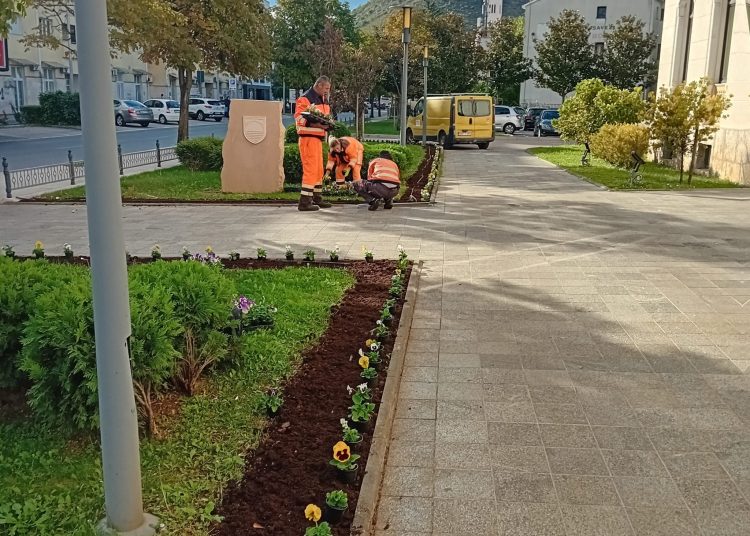 Sadnja zimskog cvijeća i održavanje zelenih površina u Mostaru