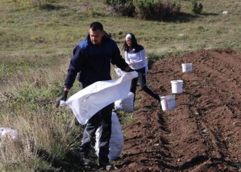 Mišo Mandić iz Širokog Brijega: “Led i suša uništili urod planinskog krumpire na Blidinju”