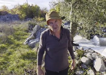 (VIDEO) Maslinik u Grljevićima: Drago Čolak i “tekuće zlato” hercegovačkog krša