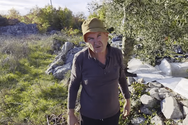 (VIDEO) Maslinik u Grljevićima: Drago Čolak i “tekuće zlato” hercegovačkog krša