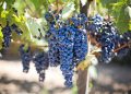 Hercegovački vinogradari bilježe iznadprosječan urod, očekuju vrhunsko vino