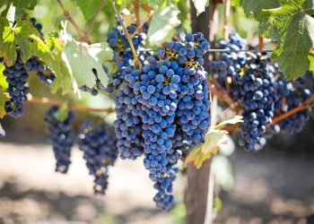 Hercegovački vinogradari bilježe iznadprosječan urod, očekuju vrhunsko vino
