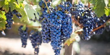 Hercegovački vinogradari bilježe iznadprosječan urod, očekuju vrhunsko vino