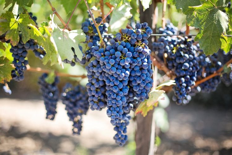 Hercegovački vinogradari bilježe iznadprosječan urod, očekuju vrhunsko vino