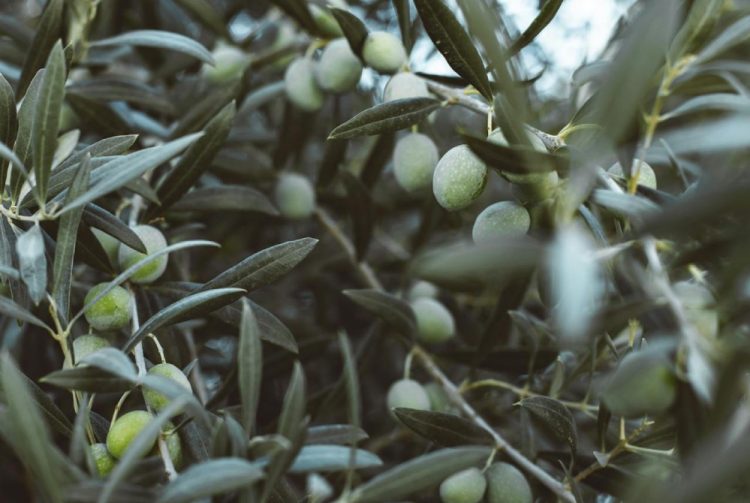Poziv proizvođačima tradicionalnih hercegovačkih proizvoda iz Čitluka