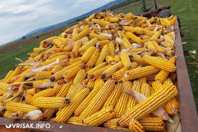 Prirodne ljepote Drinovaca – hercegovačka zemlja u svom punom sjaju